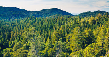 EDANA calls for clarity and consistency on the EU Deforestation Regulation (EUDR) image