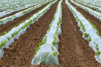 agriculture-horticulture-nonwovens-low-rez-adobestock_51984771.tmb-ze-380-220